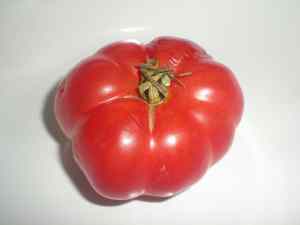 tomato